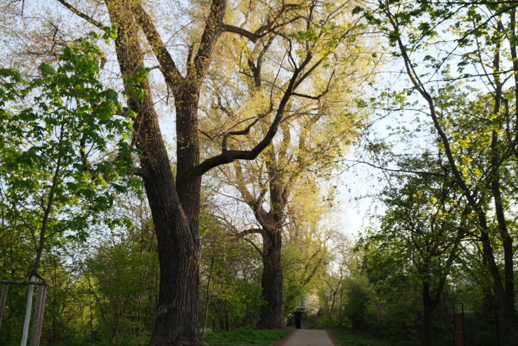 Spring