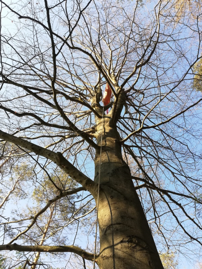 alte Rotbuche
