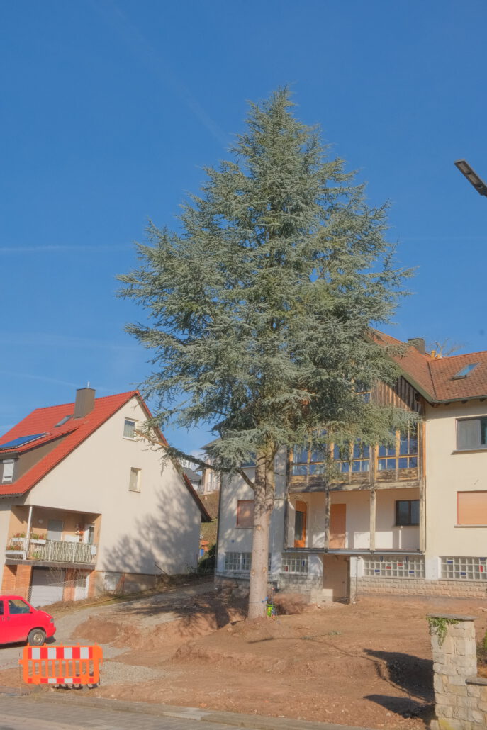 Kroneneinkürzung Atlaszeder - Vorher