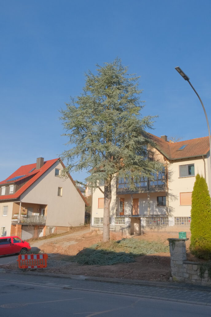Kroneneinkürzung Altaszeder - Nachher