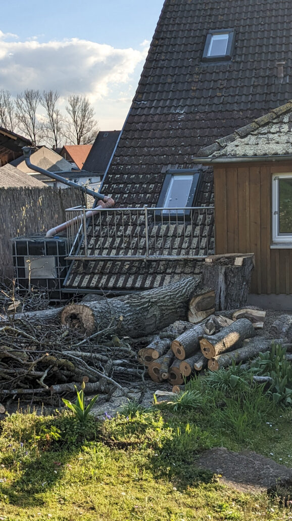 Fällung Walnuss - Nachher