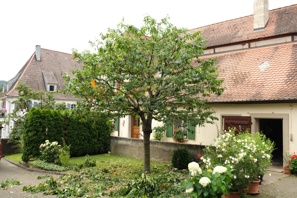 Rückschnitt Kirsche - Nachher