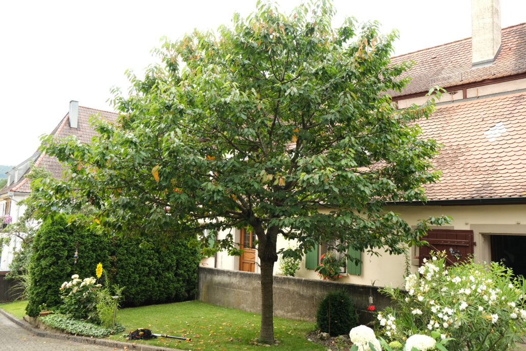 Rückschnitt Kirscher - Vorher