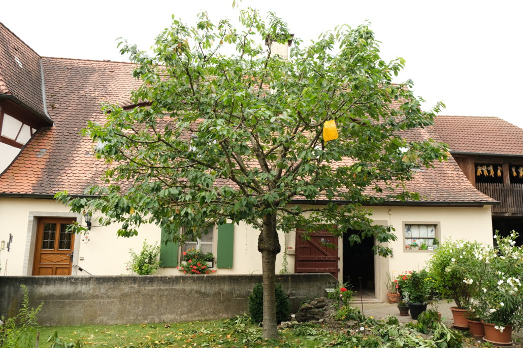 Rückschnitt Kirsche - Nachher