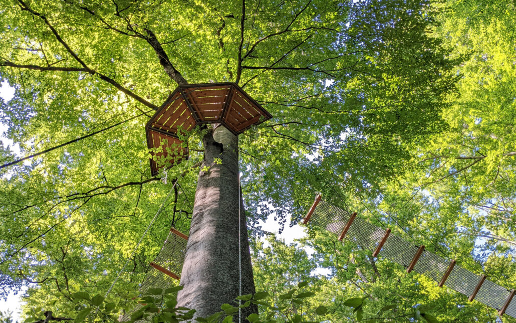 Treewalk